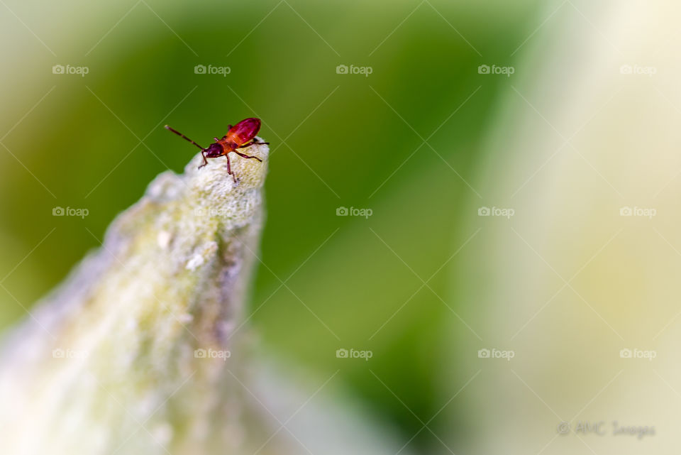 Very small bug close up on a milkweed