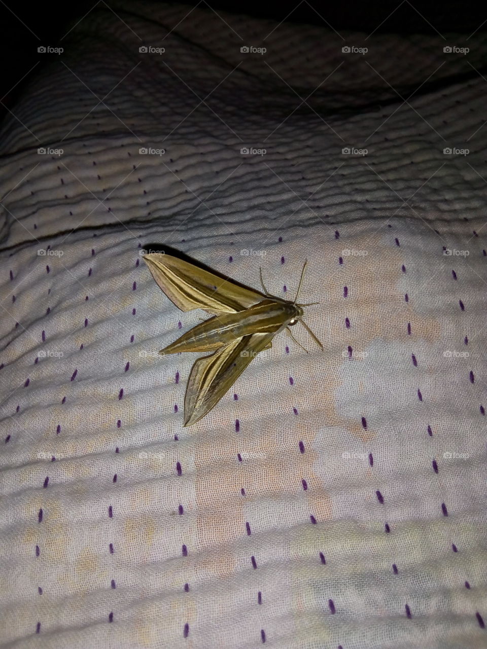 Insect On My Bed.