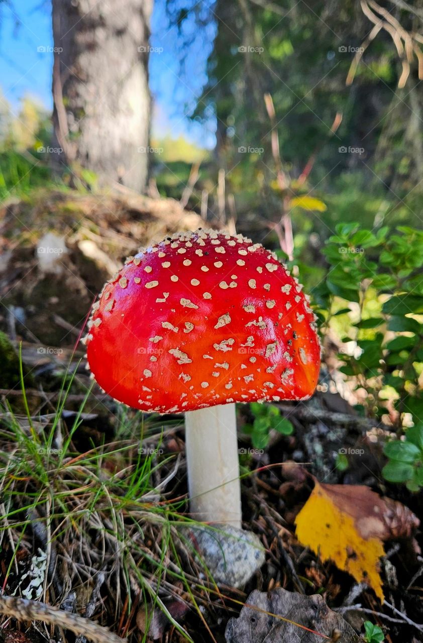A poisonous amanita muscaria mushroom  in autumn in a Finnish forest