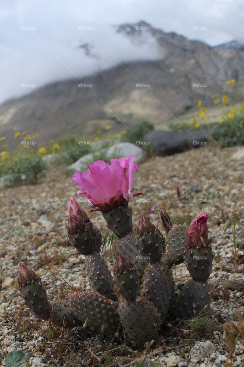 Cactus in bloom in the Eastern Sierra of California