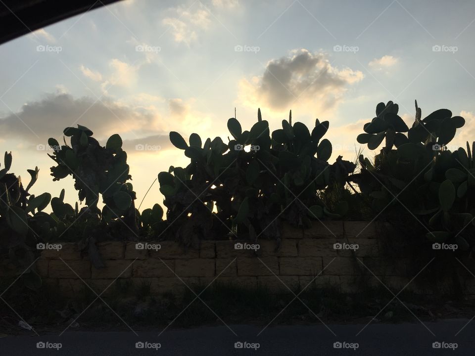 Cactus in Malta