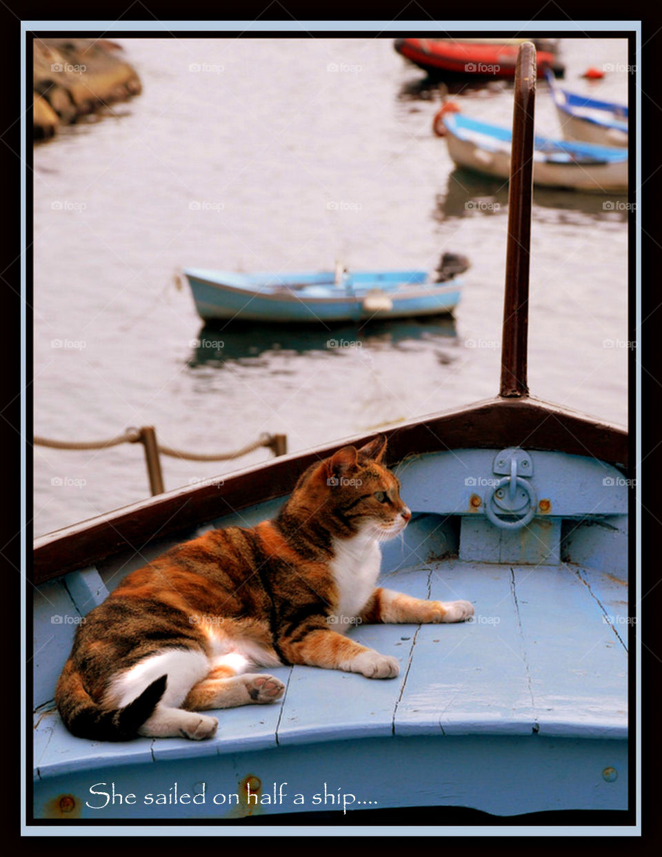 Calico shipmate. A calico cats sits in a fishing boat in a tiny Italian fishing village