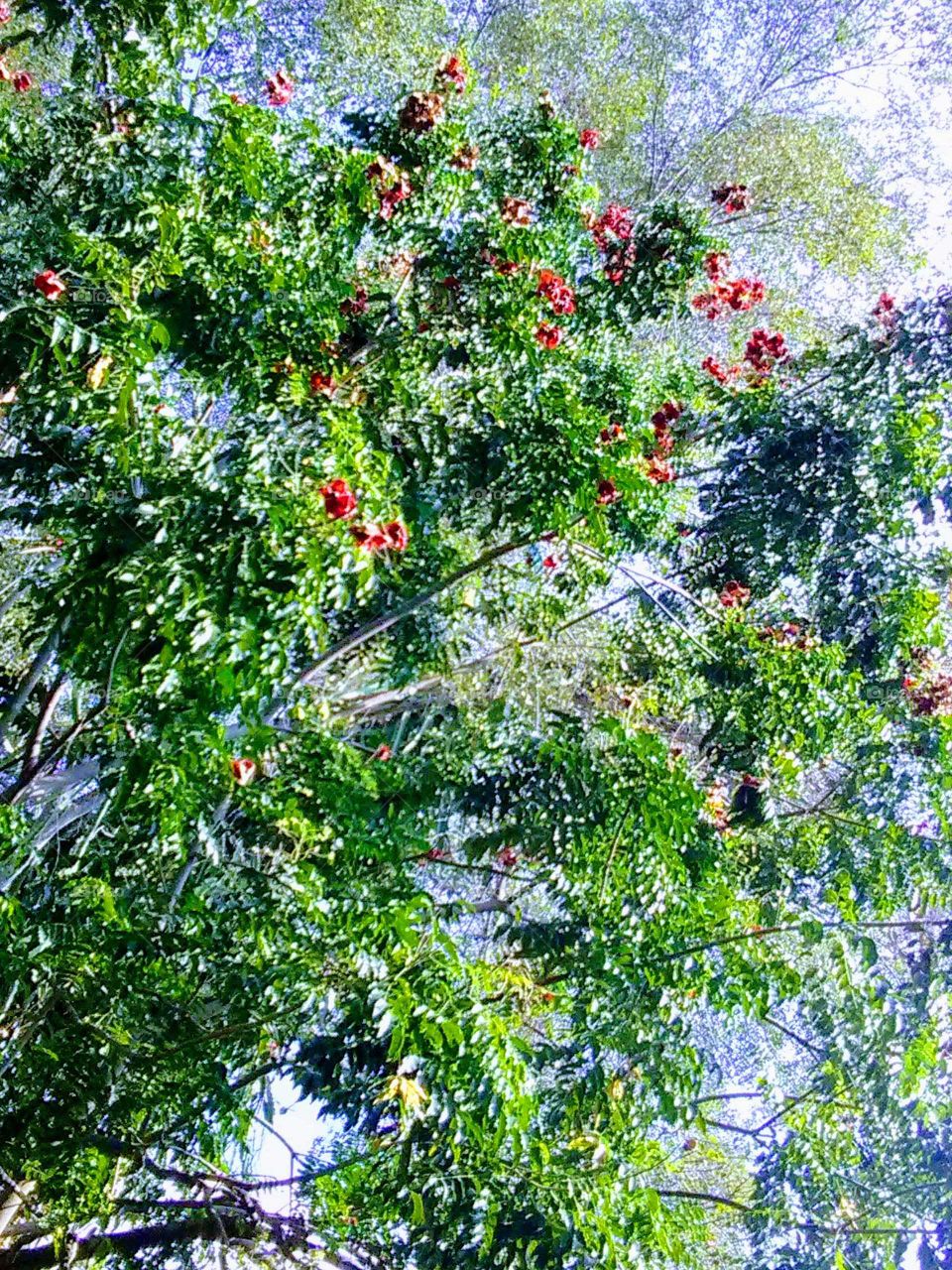 Flora, Flower, Nature, Leaf, Tree