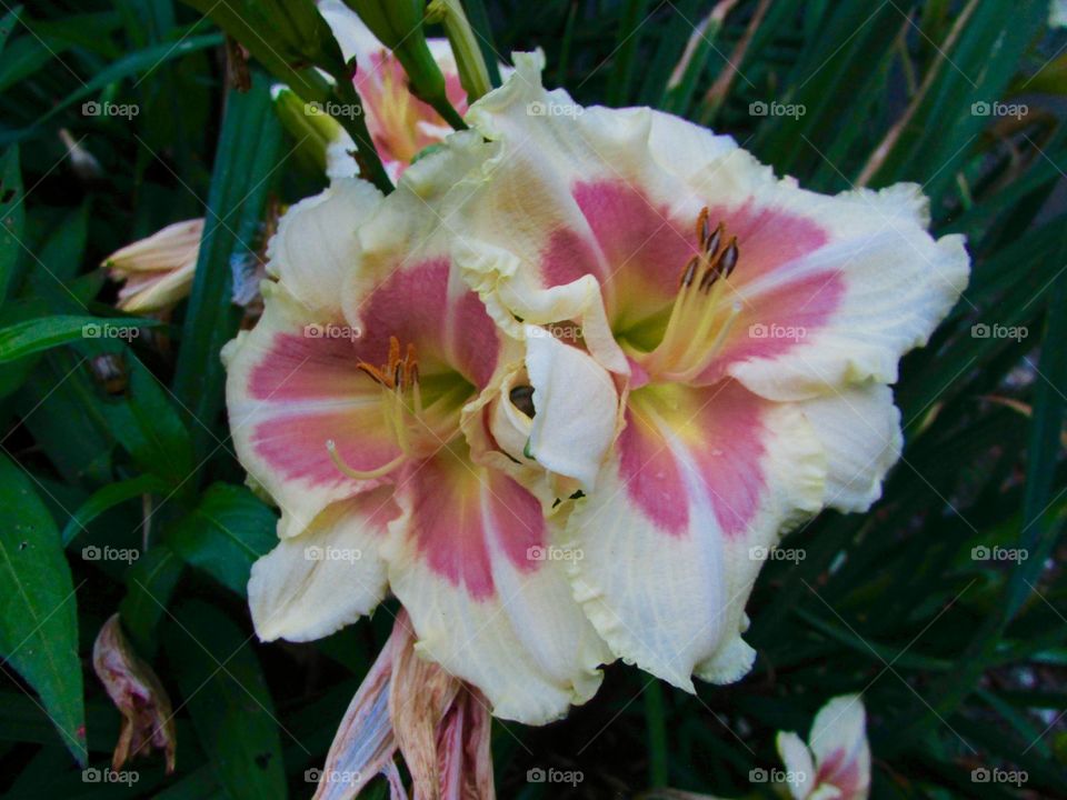 Two white and pink lilies back to back 