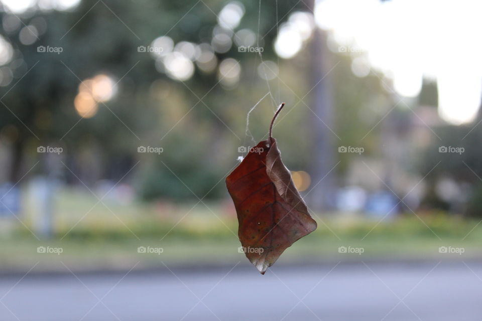 Fall, Nature, Tree, Leaf, Rain