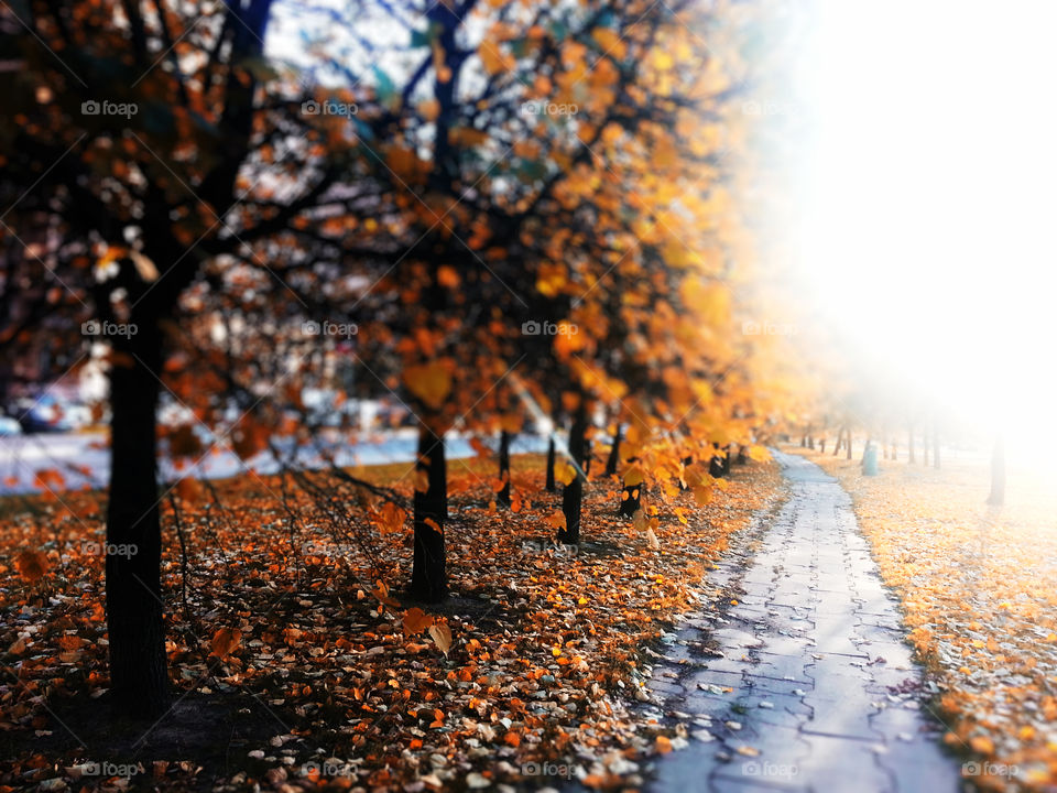 Autumn in Moscow bokeh background