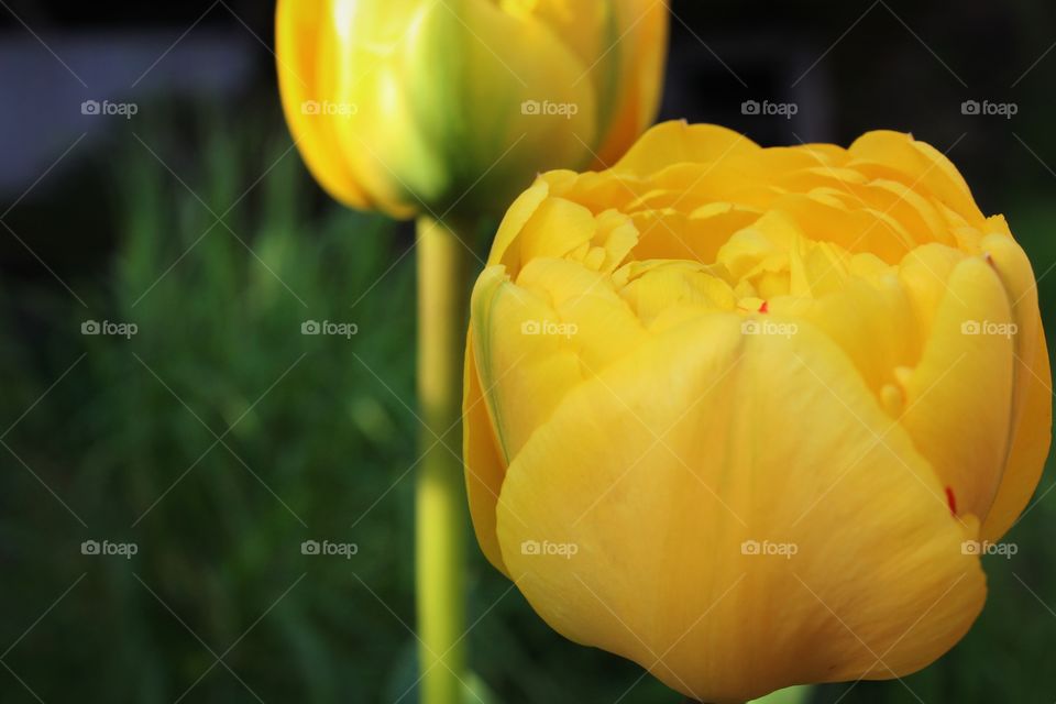 yellow flowers