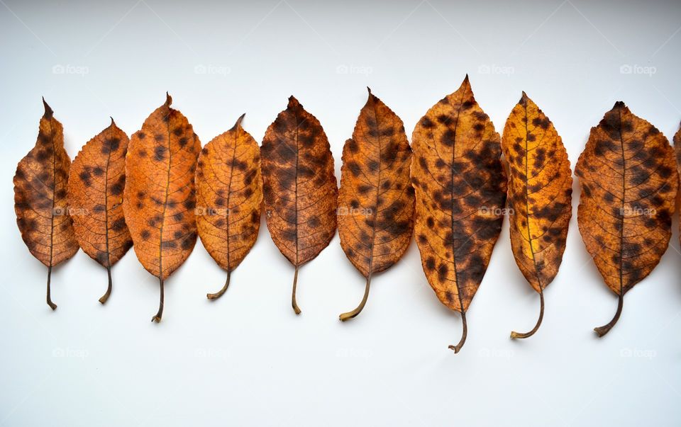 colorful beautiful autumn leaves texture on a white background