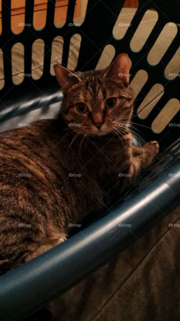 lazy cat in laundry basket