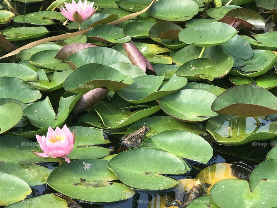 Lotus pond