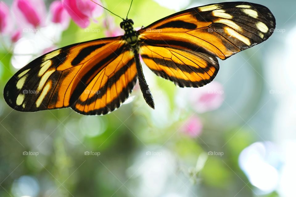 Striped Tropical Butterfly
