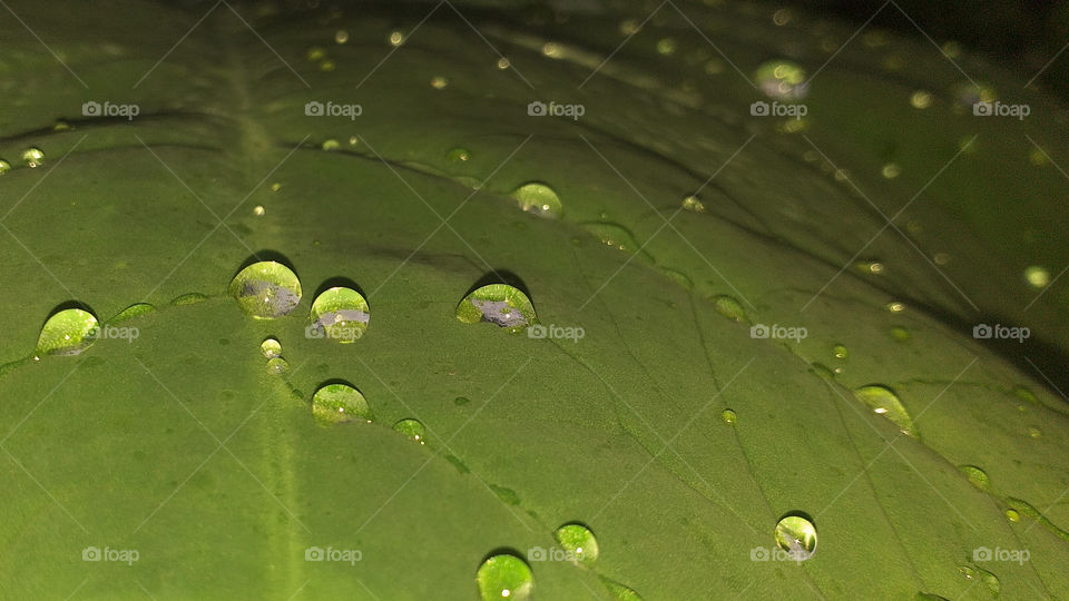 beautiful view of water drop in leaf