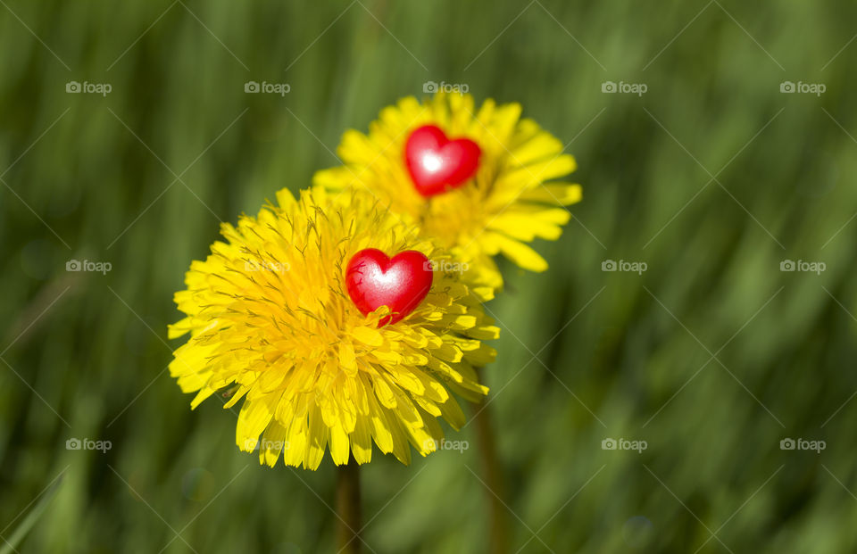 yellow dandelions with red hearts . spring is time of love concept
