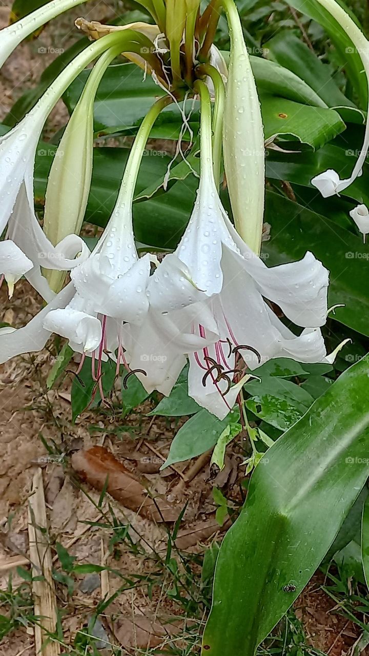 Trắng trinh nguyên.