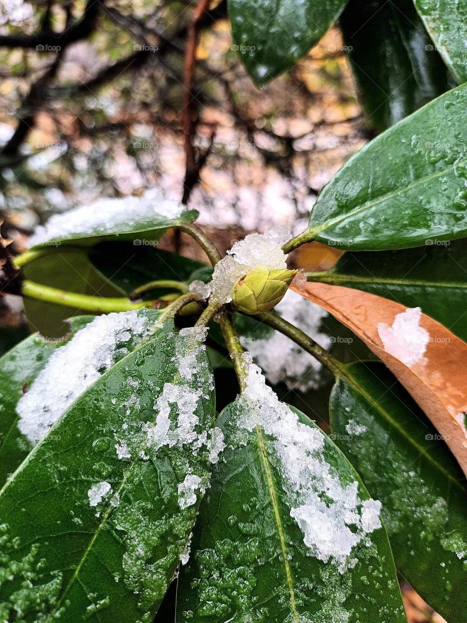 Parc de Mariemont , la louviere