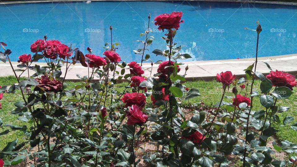 Beautiful red flowers