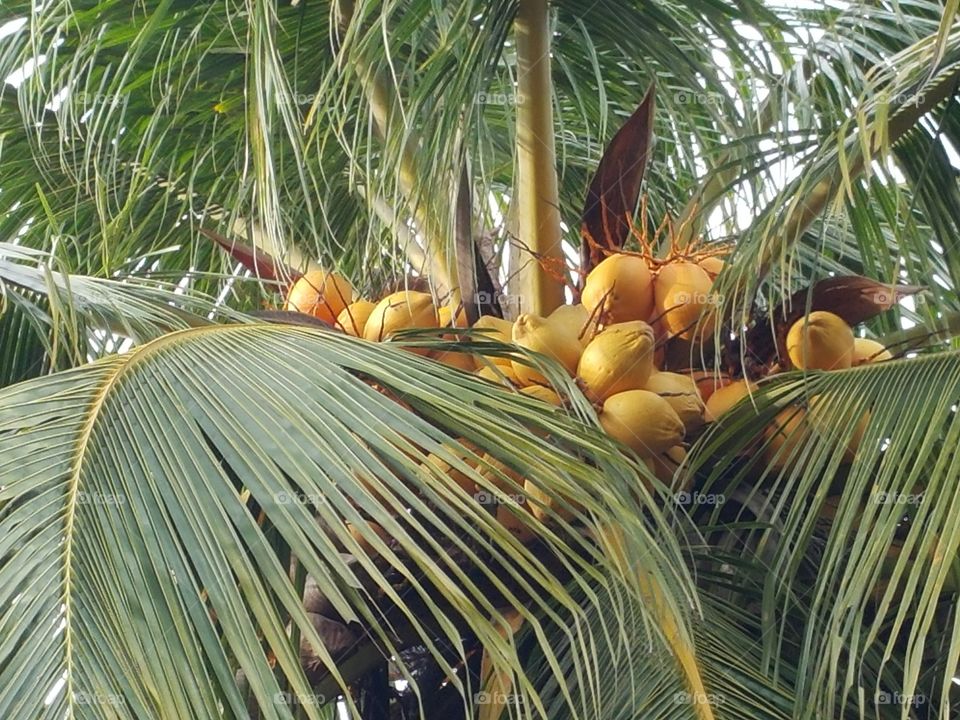 Coconut tree in Seremban