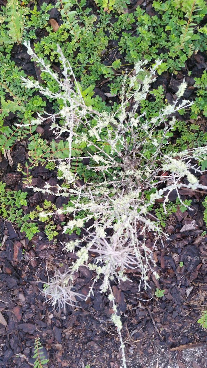 dying bush,  mulch and grass