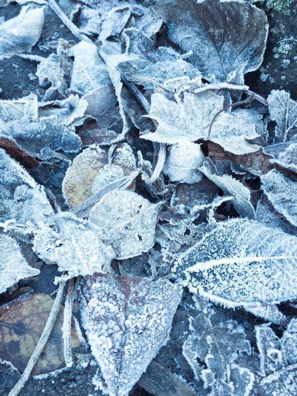 Close-up of frosted leaves