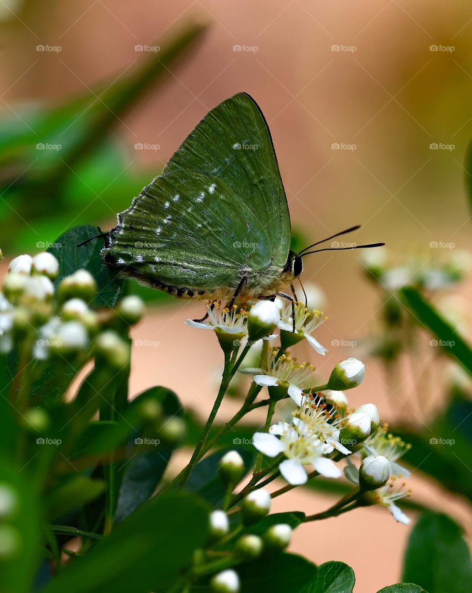 Beautiful and cute butterfly