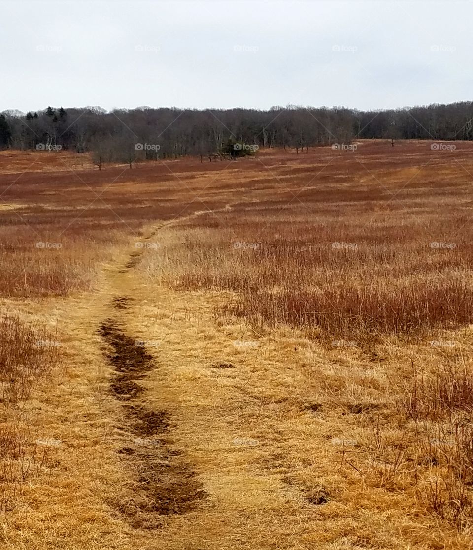 Big Meadow's trail