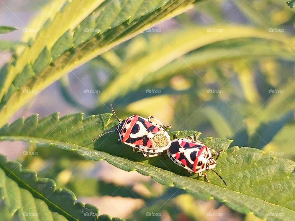 Beetles on a Hemp Leaf