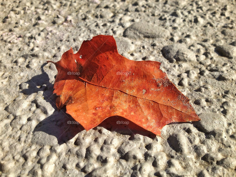 ground orange leaf autumn by twilite