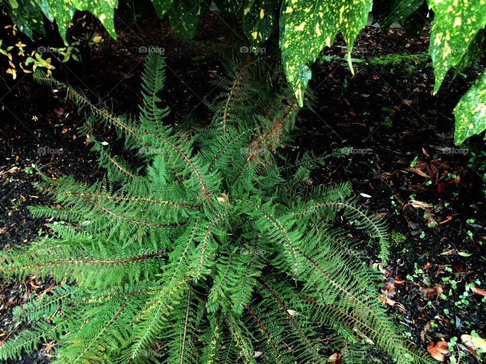 fern under shrub