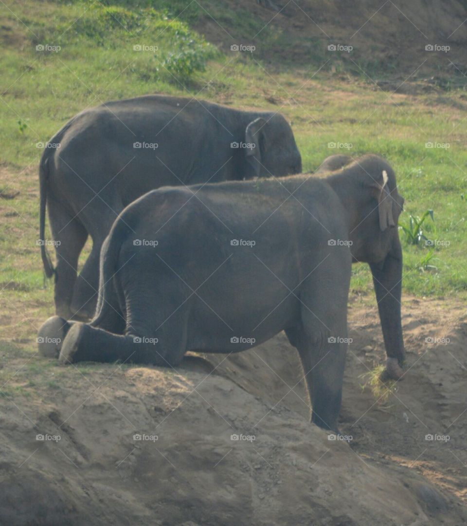 pinnawala elephant ofernage