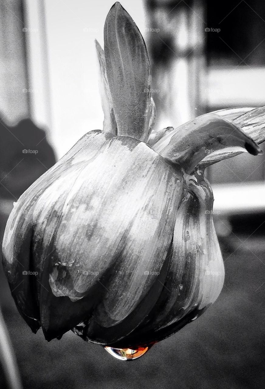 flower bud black and white raindrop by hannahdagogo