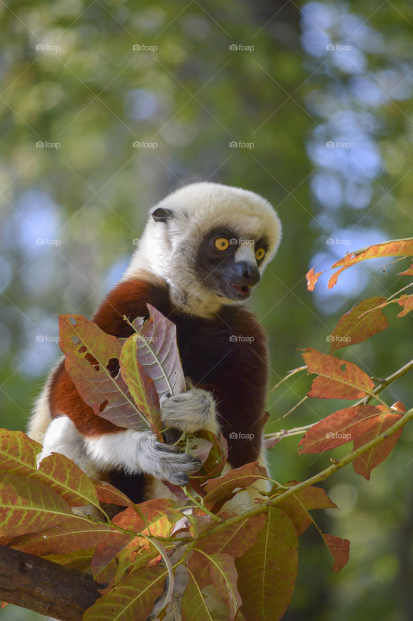 Lemur in a tree holding leaves