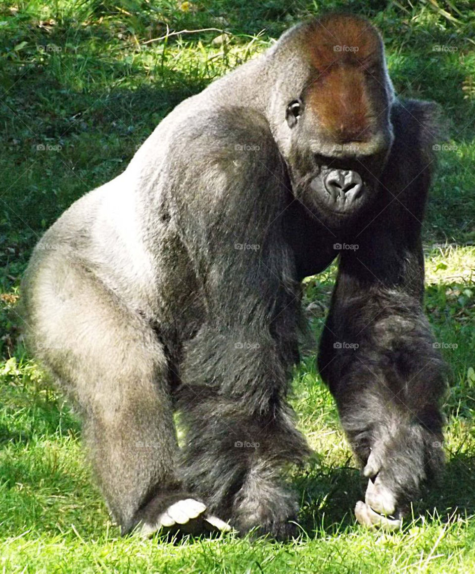 Silverback Lowland Gorilla. Magnificent silverback lowland gorilla at the Kansas City Zoo.