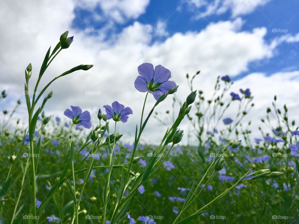 Saskatchewan flax crop 