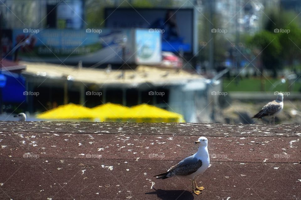 Seagull