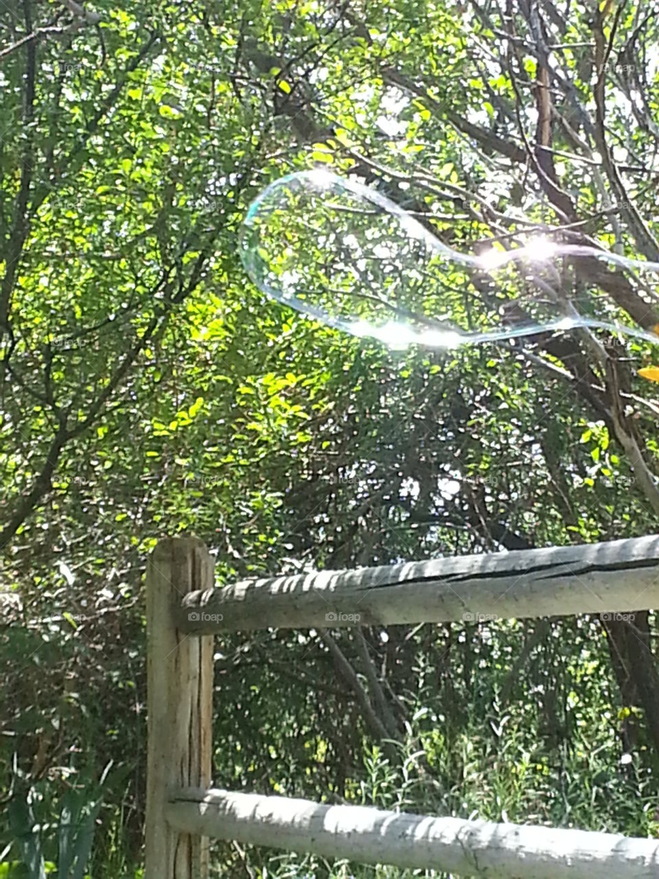 Summer bubble. A large bubble in the summer afternoon