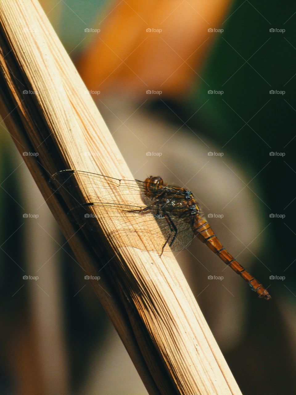 Dragonfly HD 2.0