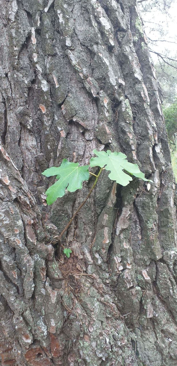 figuier pousse dans le pomme de pain