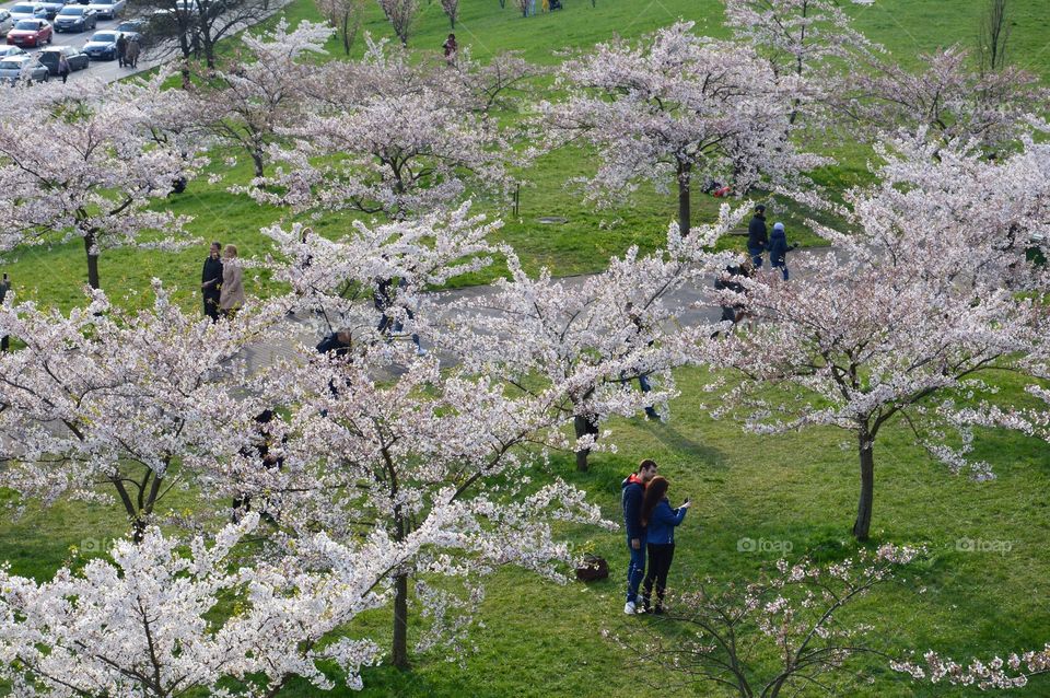 Cherry's garden