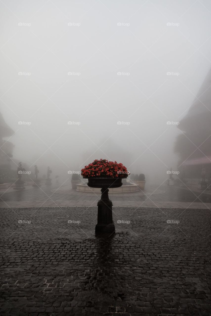 Beautiful Flower Plot Image At The Stand Inside The Fog .