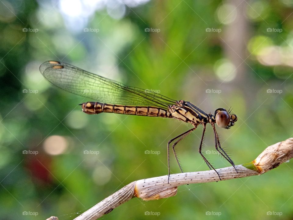 damselfly, zygoptera