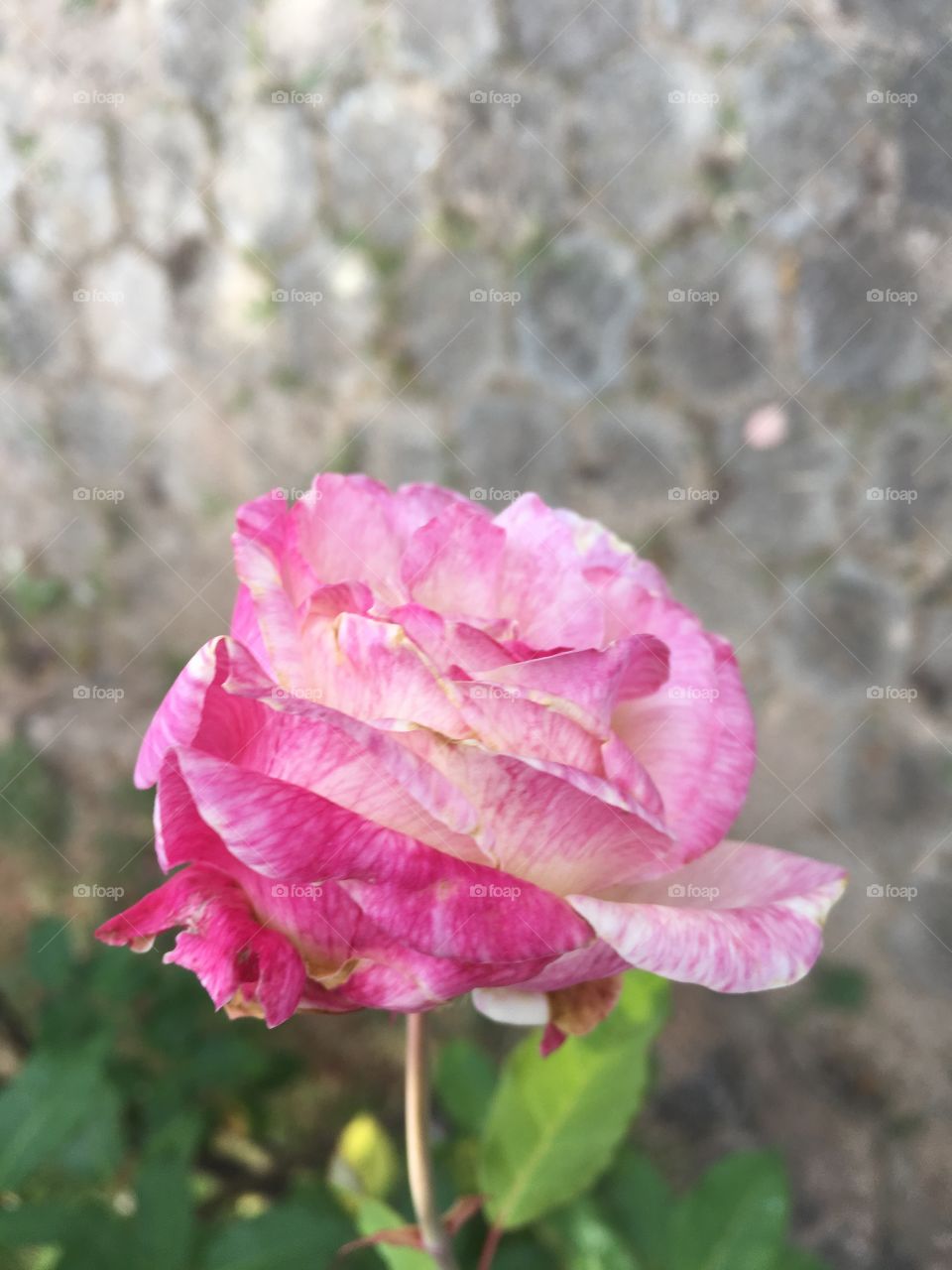 Flores do nosso jardim,
Embelezando a tarde!