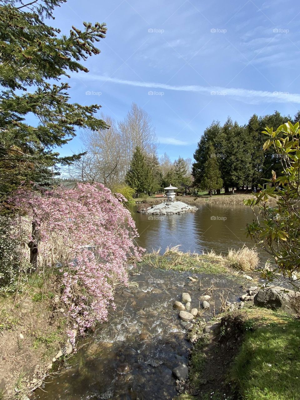Japanese garden in springtime