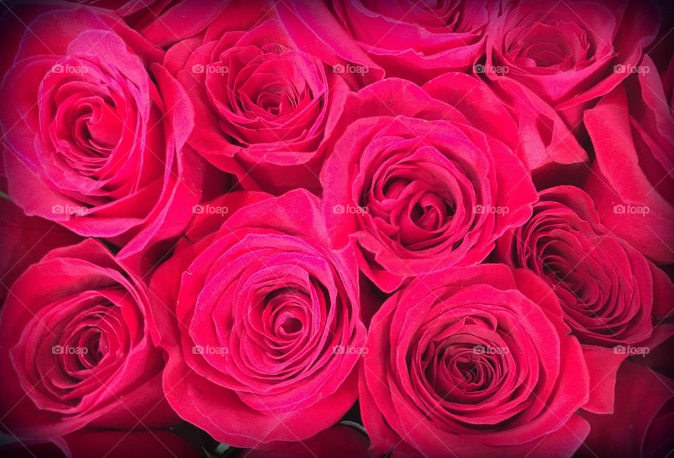 Red roses. Red rose bouquet 