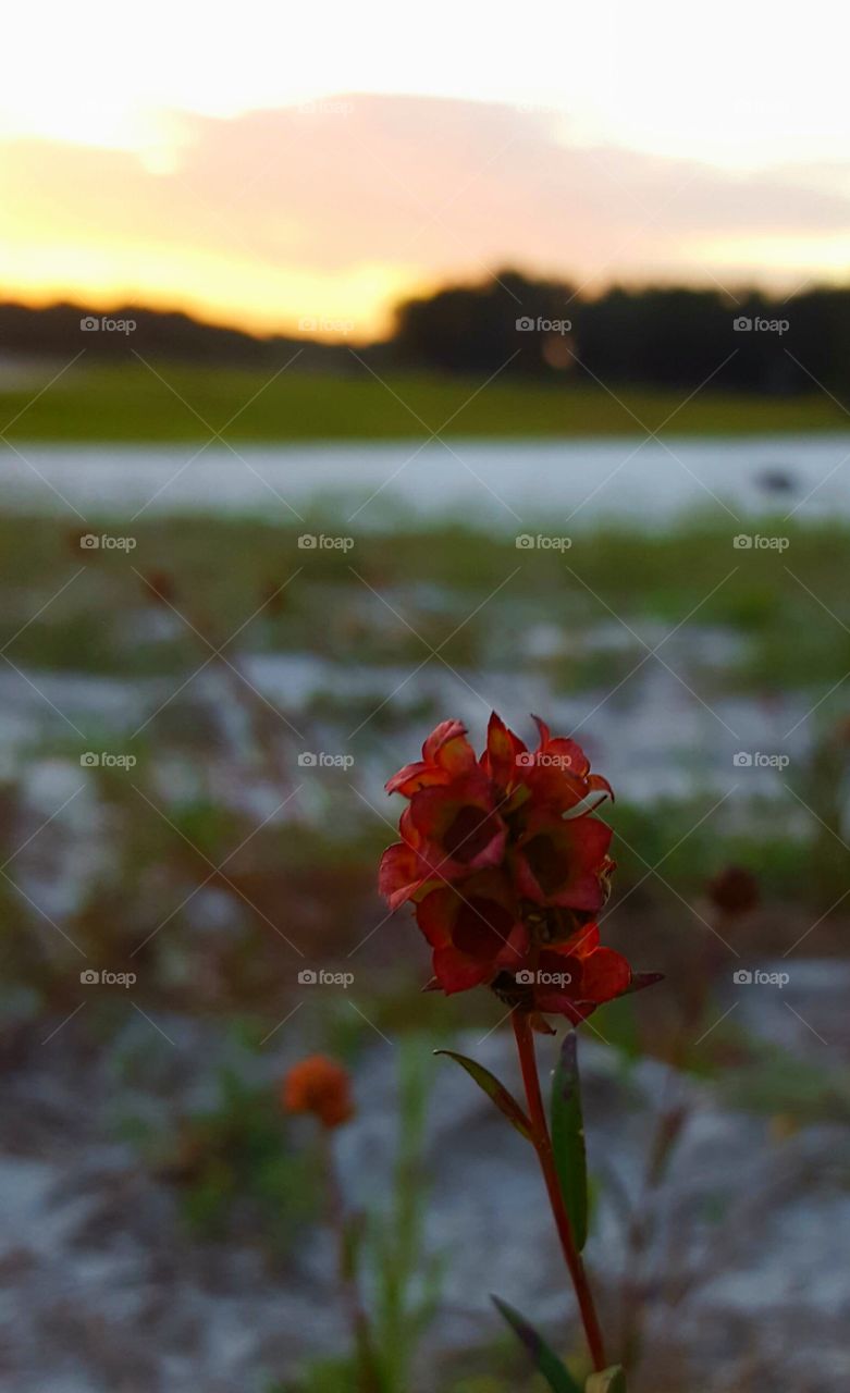 strange weed growing on Lake bed and sunset