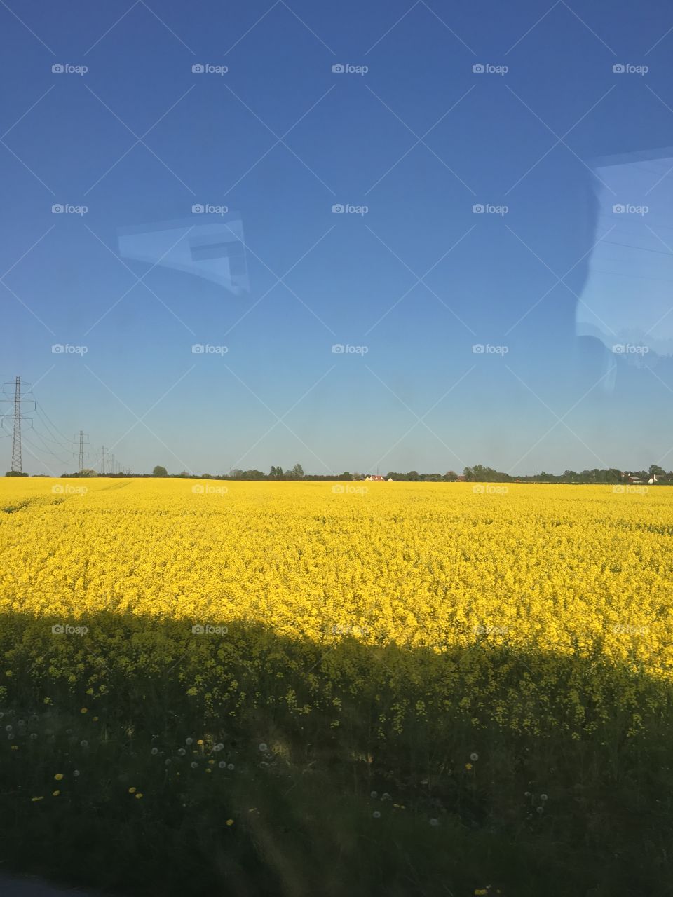 Yellow field 