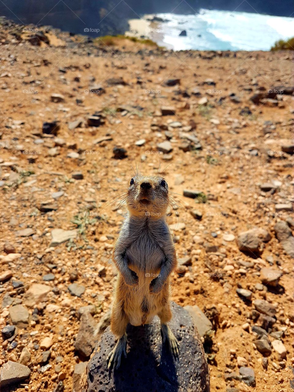 Squirrel in Fuerteventura Canary Island