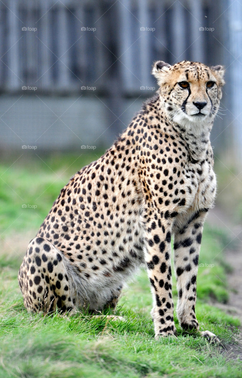 italy cheetah province of vicenza by nish