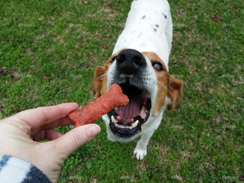 A woman's hand feeding a hound dog a bone treat in the Spring grass