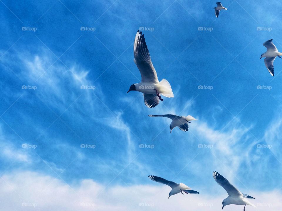 seagulls