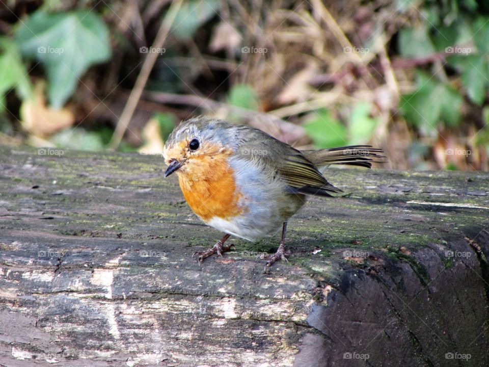 robin